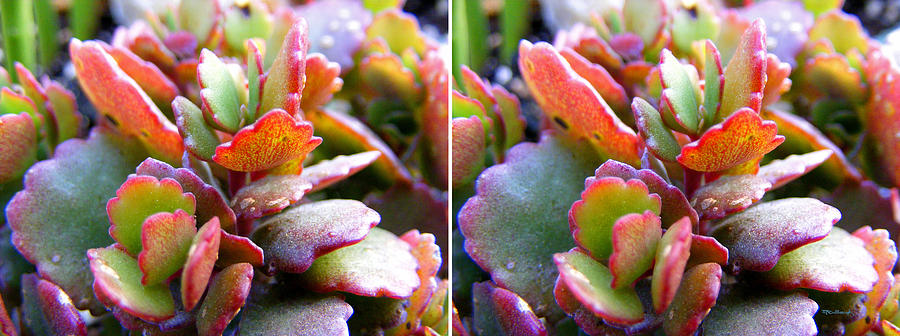 Colorful Succulents in Stereo Photograph by Duane McCullough