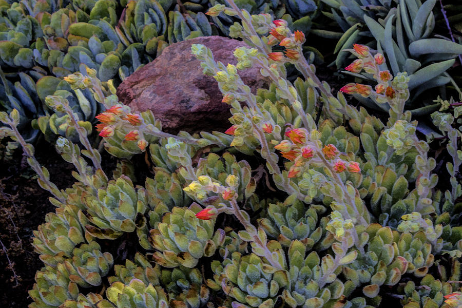 Colorful Succulents  Digital Art by Photographic Art by Russel Ray Photos