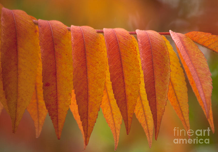 Colorful Sumac foliage in fall Photograph by Heiko Koehrer-Wagner
