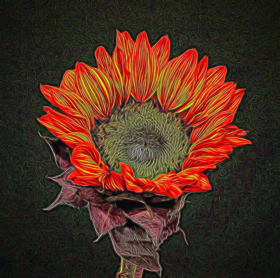 Colorful Sunflower Photograph