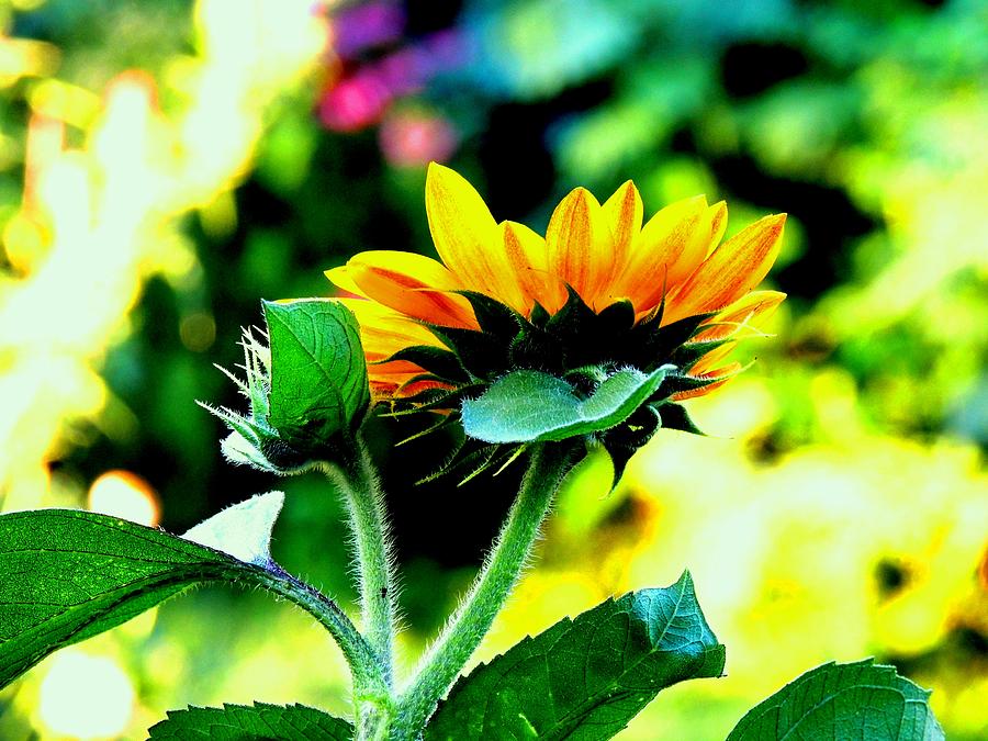 Abstract Photograph - Colorful Sunflower by Karen Majkrzak