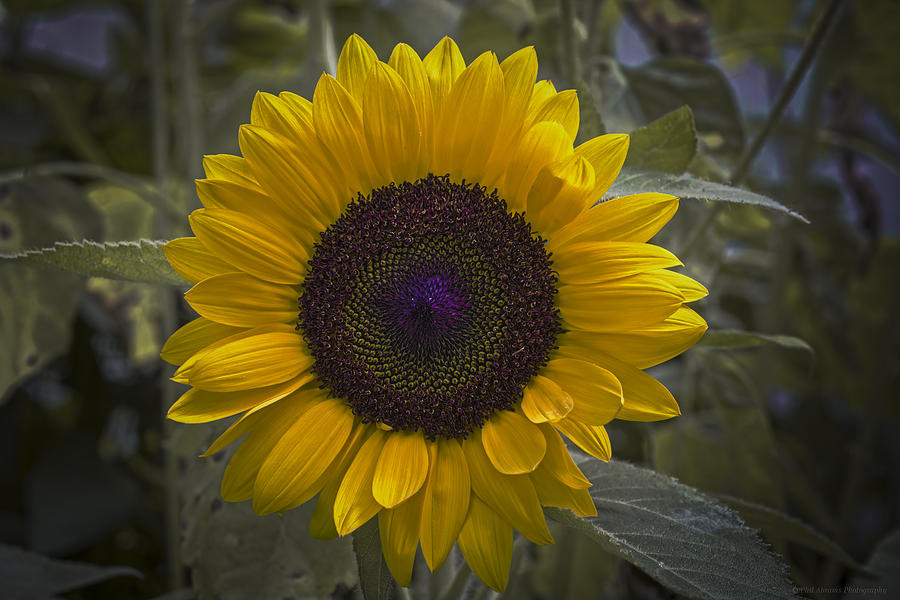 Colorful Sunflower Photograph by Phil Abrams
