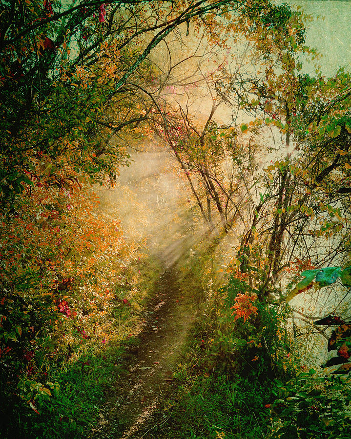 Jungle Photograph - Colorful Sunlit Path by Brooke T Ryan