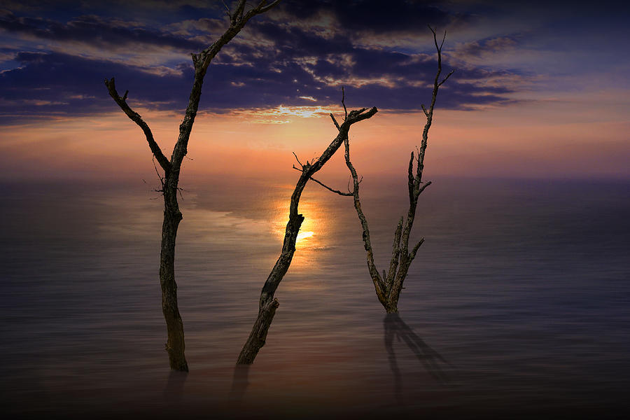 Colorful Sunset Seascape with Tree Trunks Photograph by Randall Nyhof