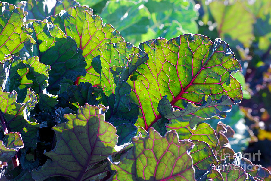 Colorful Swiss Chard Photograph by Nancy Mueller