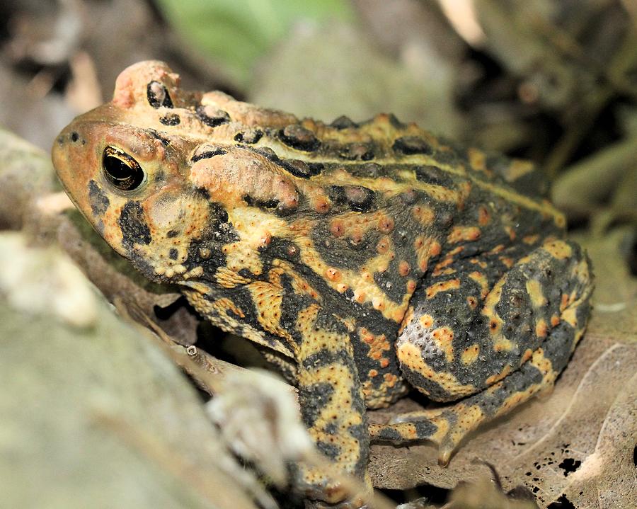 Colorful Toad Photograph by Doris Potter