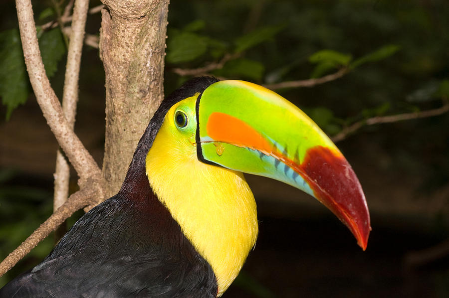 Colorful Toucan Photograph By Joe Belanger