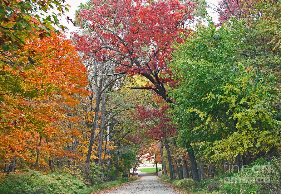 Colorful Tree Covered Path Photograph