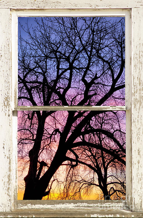 Nature Photograph - Colorful Tree White Farm House Window Portrait View by James BO Insogna