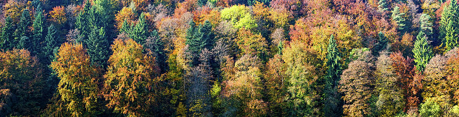 Colorful Trees In A Forest Photograph By Panoramic Images 