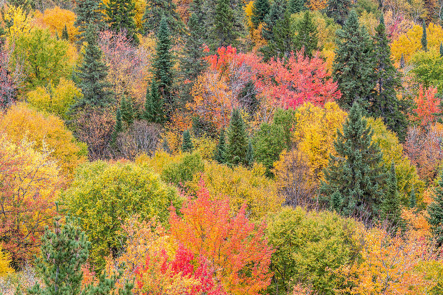 Colorful Trees in Fall Photograph by Pierre Leclerc Photography