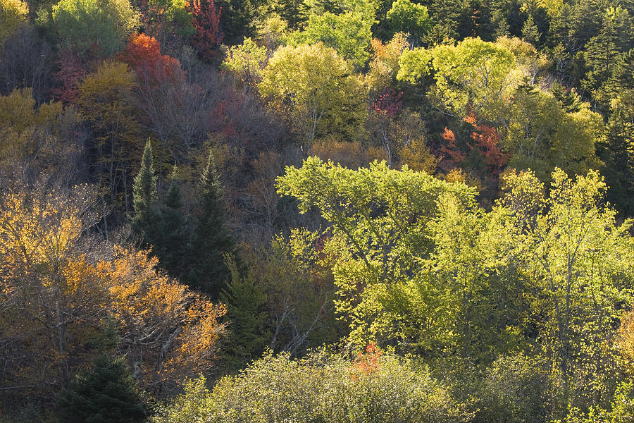 Colorful Trees In Maine Forest Photograph by Keith Webber Jr