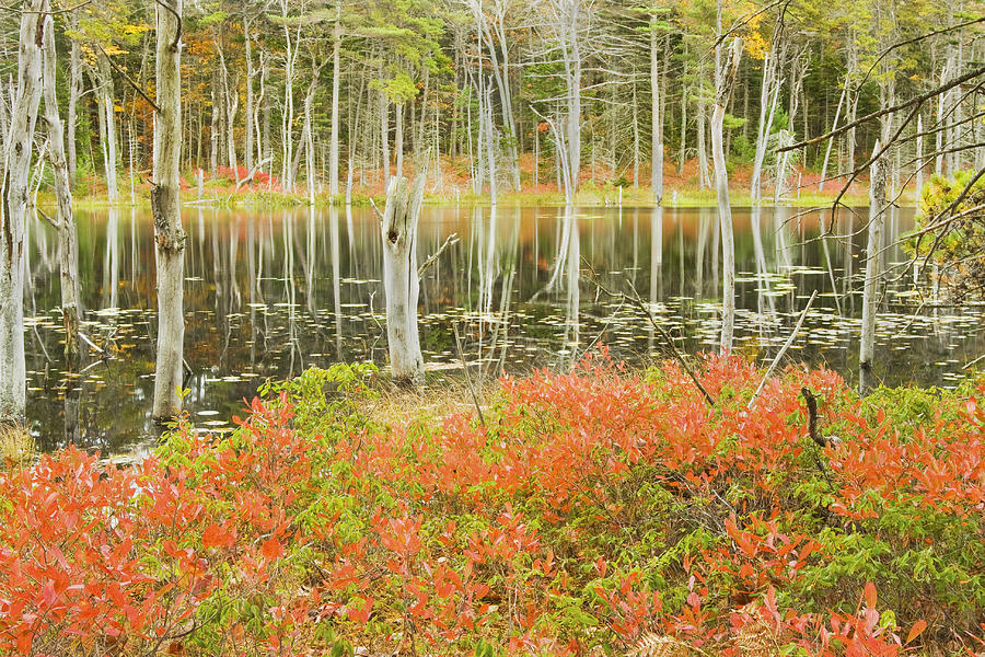 Colorful Trees Reflecting In Maine Beaver Pond Photograph by Keith Webber Jr