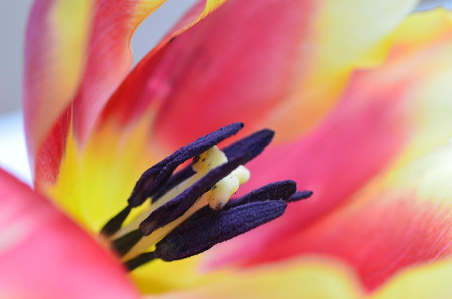 Colorful Tulip Photograph by Cissa  Larsson