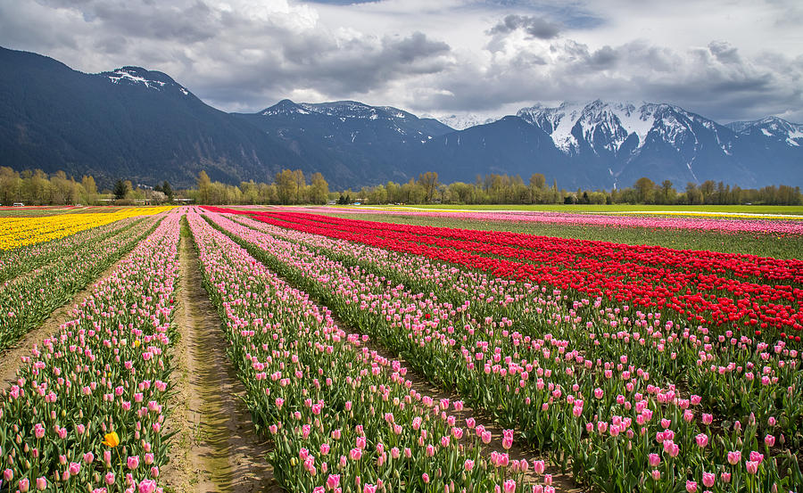 Tulip Photograph - Colorful Tulip field in Agassiz BC by Pierre Leclerc Photography