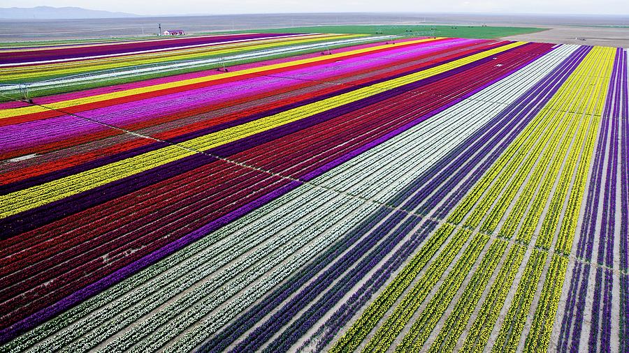 Turkey Photograph - Colorful Tulip Fields In Turkeys Konya by Anadolu Agency