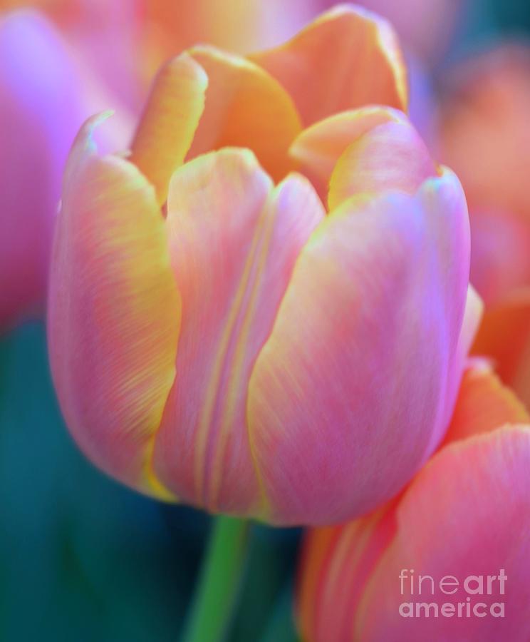 Spring Photograph - Colorful Tulip by Kathleen Struckle
