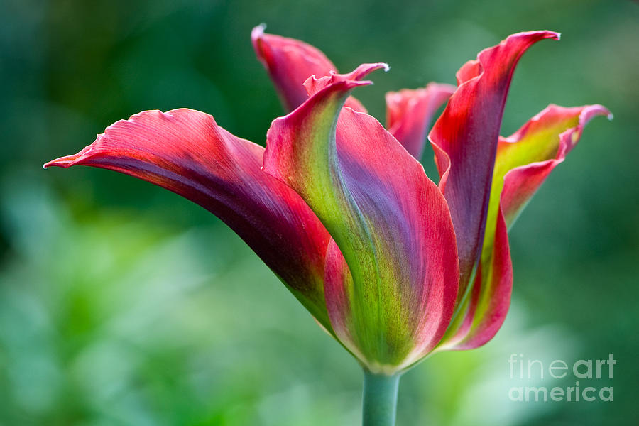Colorful tulip Photograph by Oscar Gutierrez