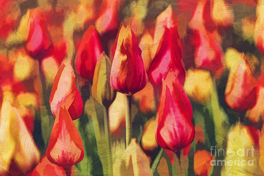 Nature Photograph - Colorful Tulips by Darren Fisher