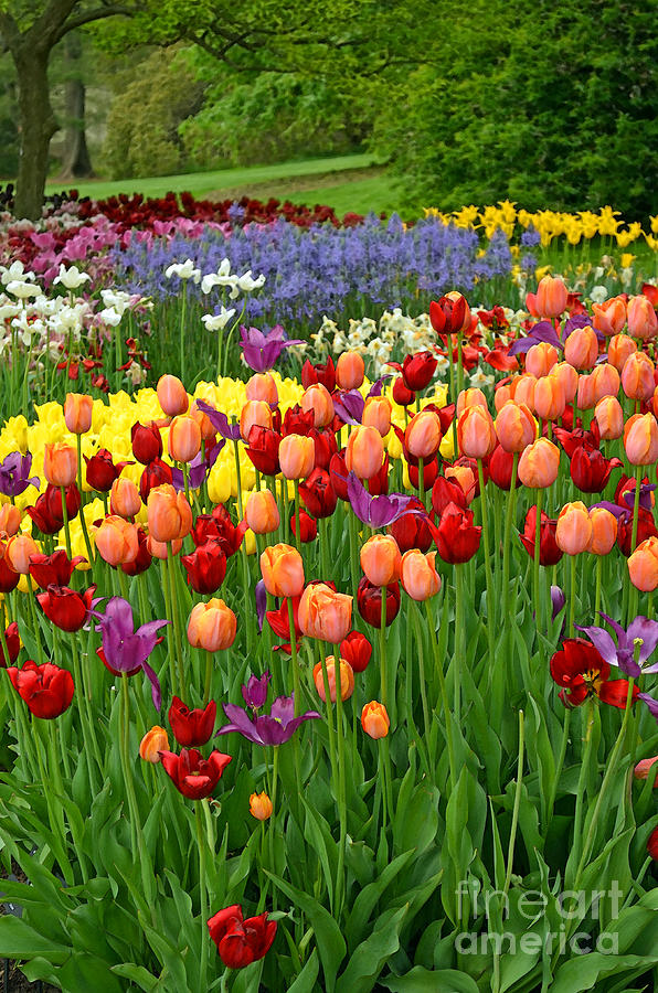 Colorful Tulips Digital Art