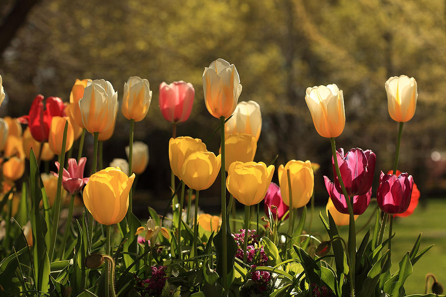 Colorful Tulips in April Photograph by Alan Vance Ley
