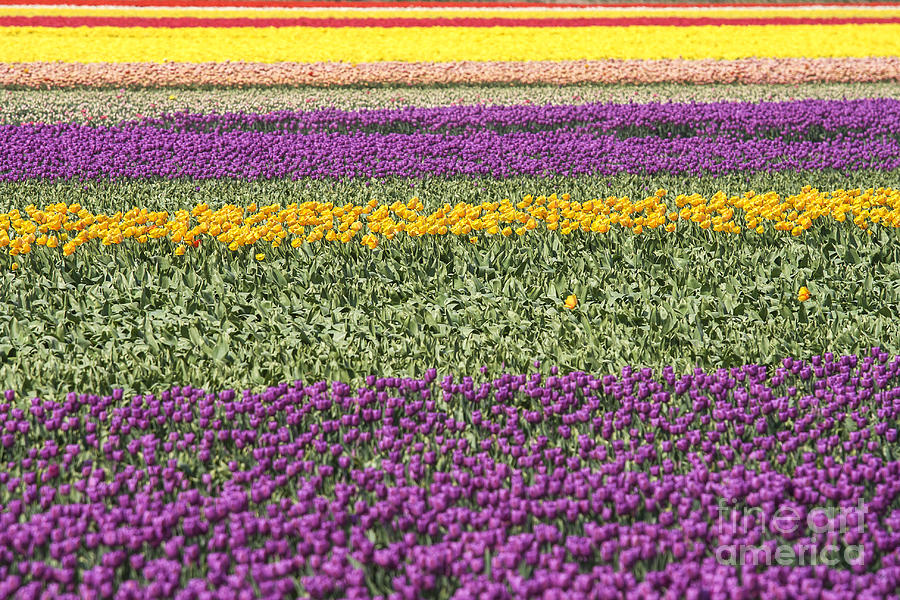Colorful Tulips In Holland Photograph