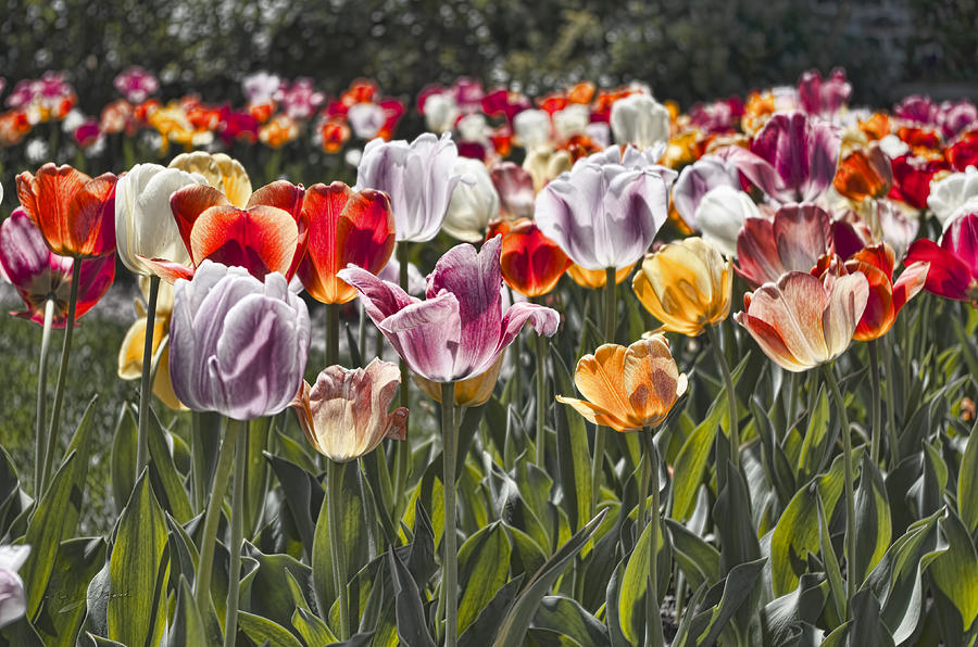 Colorful Tulips in the Sun Photograph by Sharon Popek