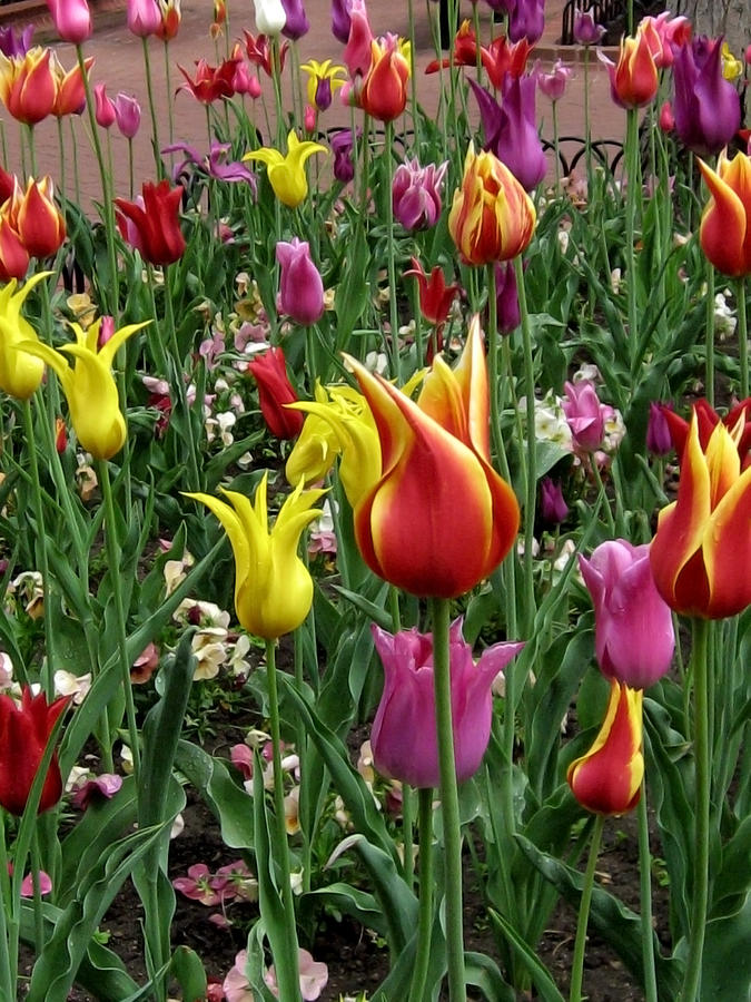Colorful Tulips Photograph by Jan Garcia