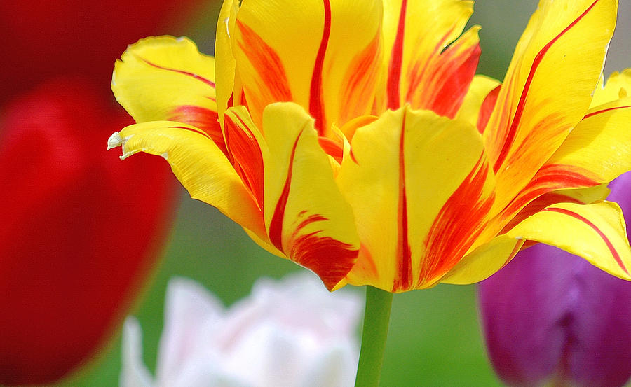Colorful Tulips Photograph by Joan Han
