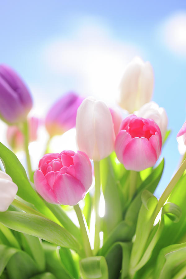 Colorful Tulips Photograph by Moncherie