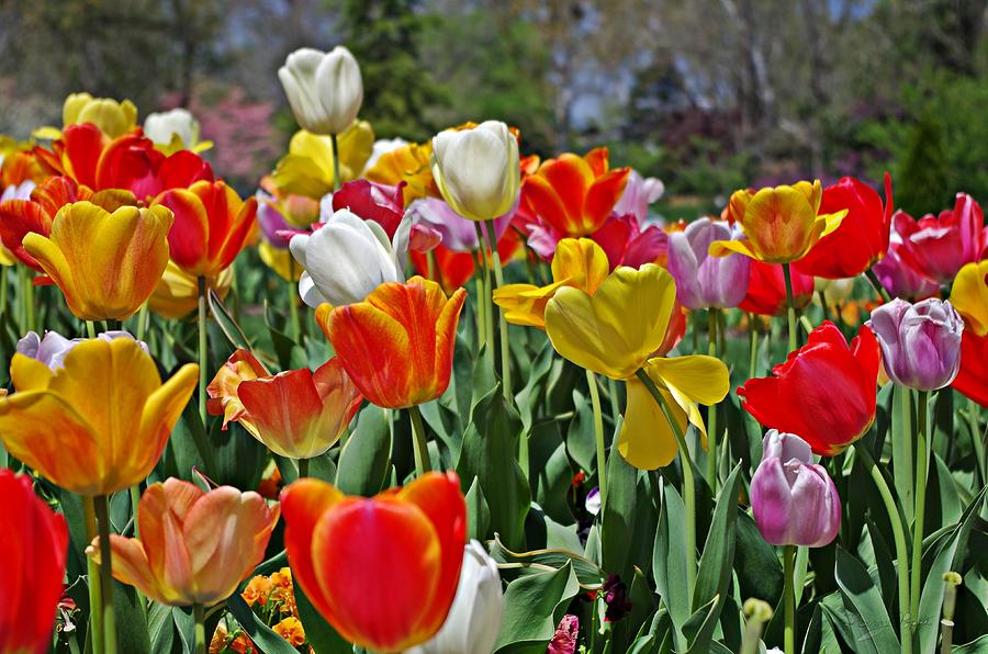 Colorful Tulips Photograph by Sharon Popek