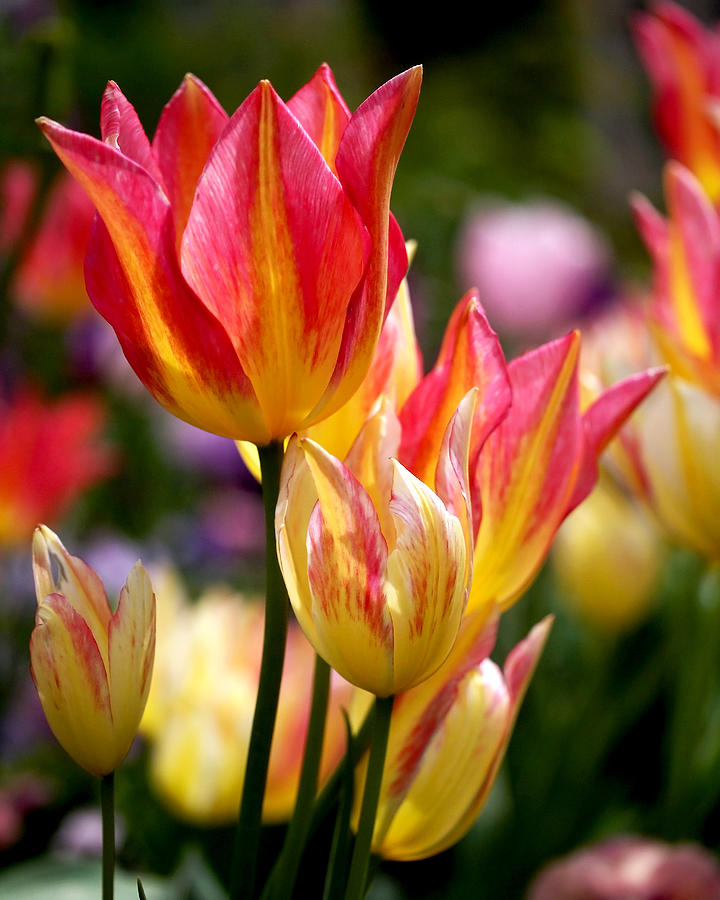 Tulip Photograph - Colorful Tulips by Rona Black
