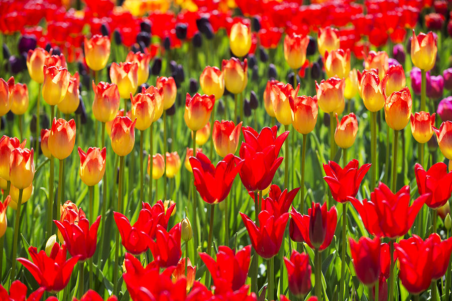 Colorful Tulips Photograph by Yoshiki Nakamura