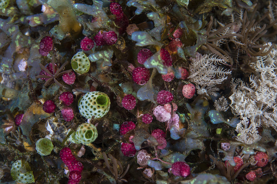 Colorful Tunicates Grow Among Coral Photograph by Ethan Daniels
