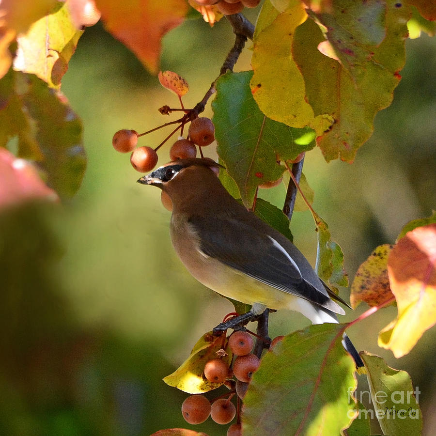 Nature Photograph -  Waxwing in Fall Colors by Nava Thompson