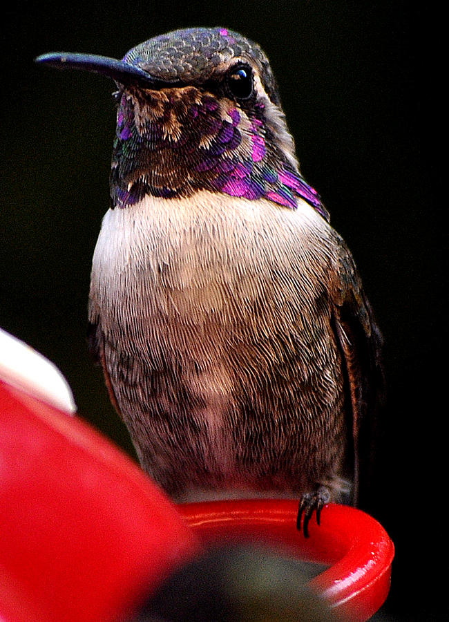 Colorful White Eared Male Hummingbird Anna Posing On Perch Photograph by Jay Milo