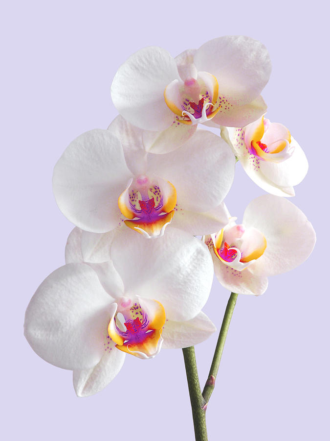 Colorful White Orchid on Mauve Photograph by Gill Billington