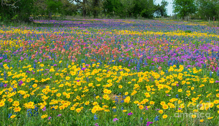 colorful wildflower tod grubbs