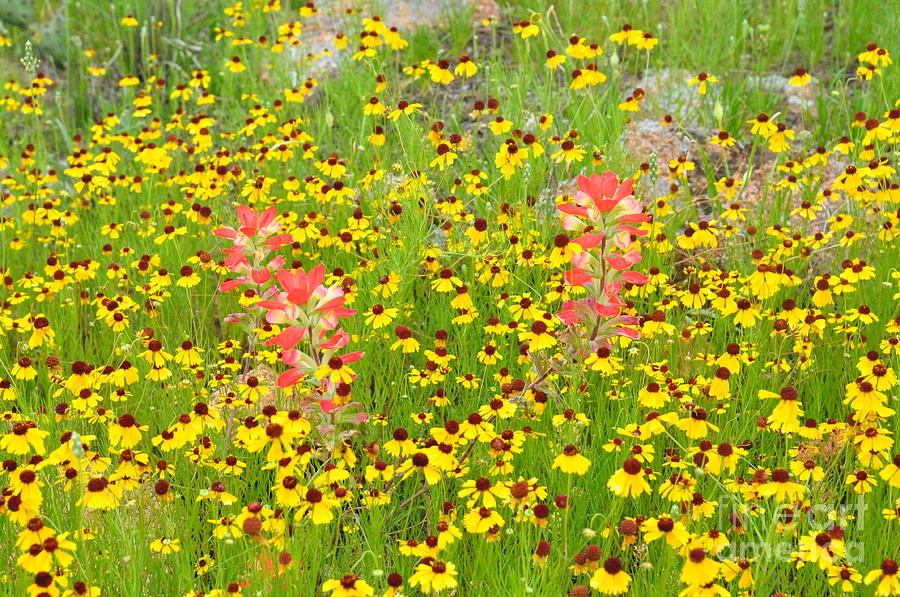 Colorful Wildflowers Photograph by Deanna Cagle - Fine Art America