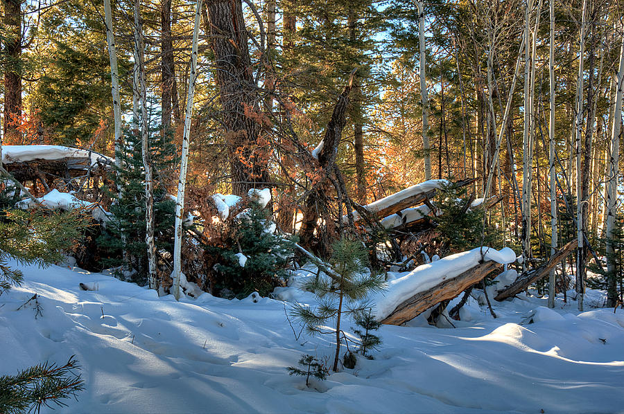 Colorful Winter by Chuck Summers Colorful Winter by Chuck Summers