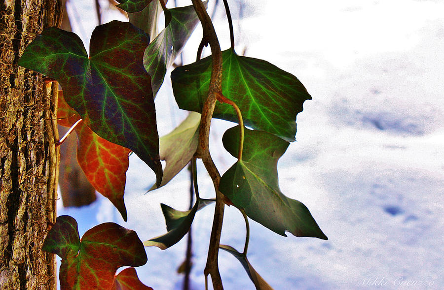 Colorful winter leaves Photograph by Mikki Cucuzzo
