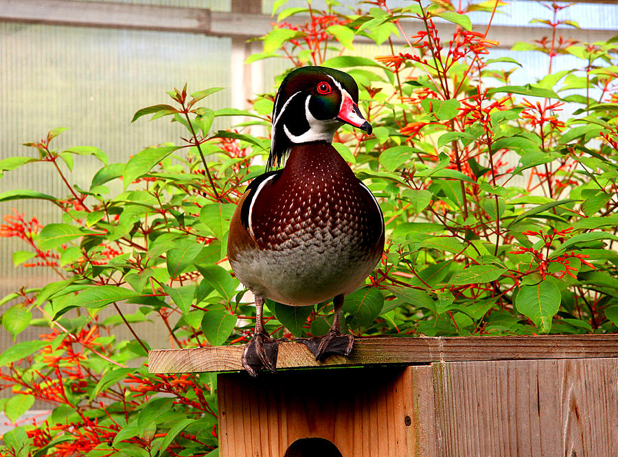 Colorful Wood Duck Photograph by Jan Marvin
