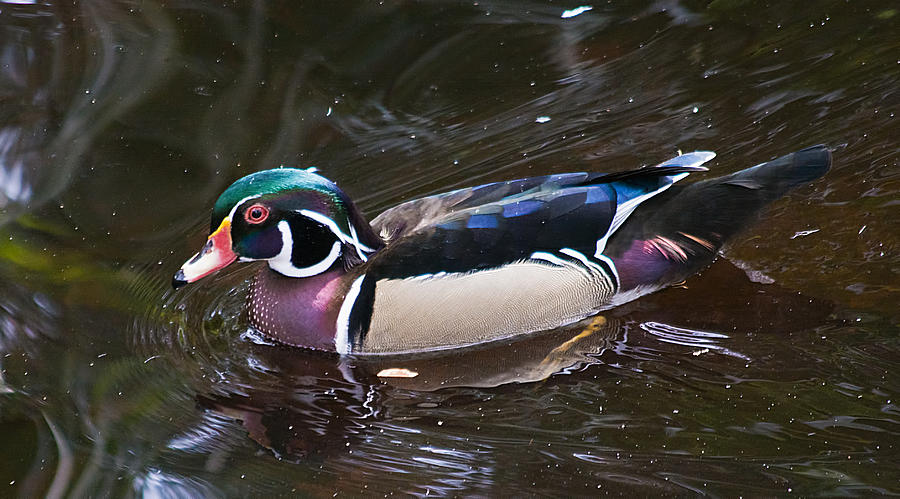 Wildlife Photograph - Colorful Wood Duck by Kenneth Albin
