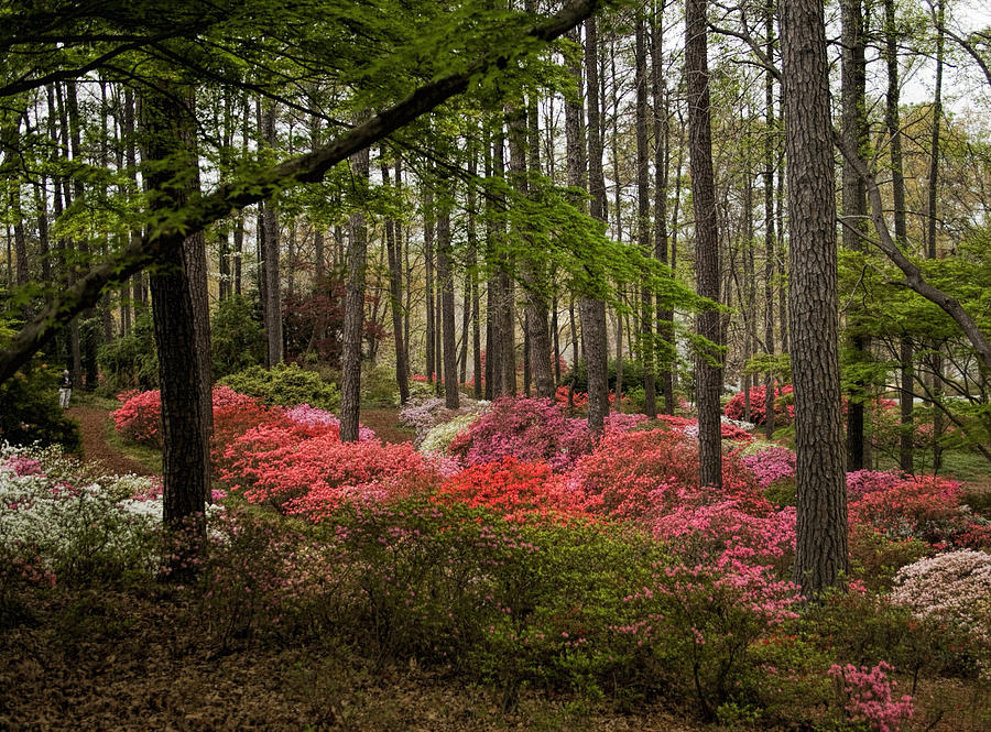 Colorful Woodland Azalea Garden Photograph by Kathy Clark