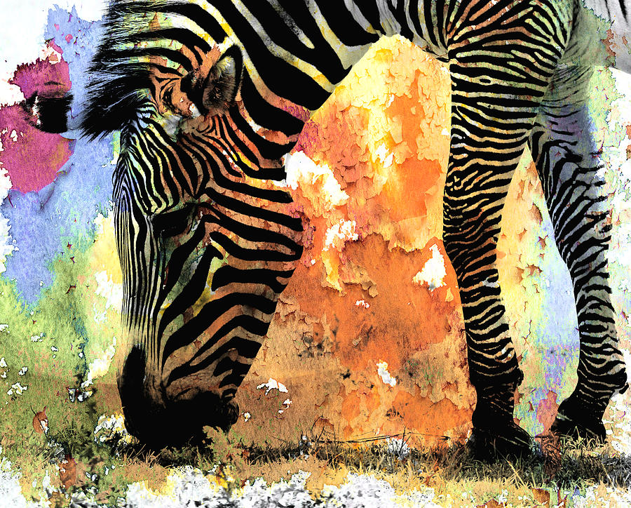 Zebra Photograph - Colorful Zebra by Cassie Peters