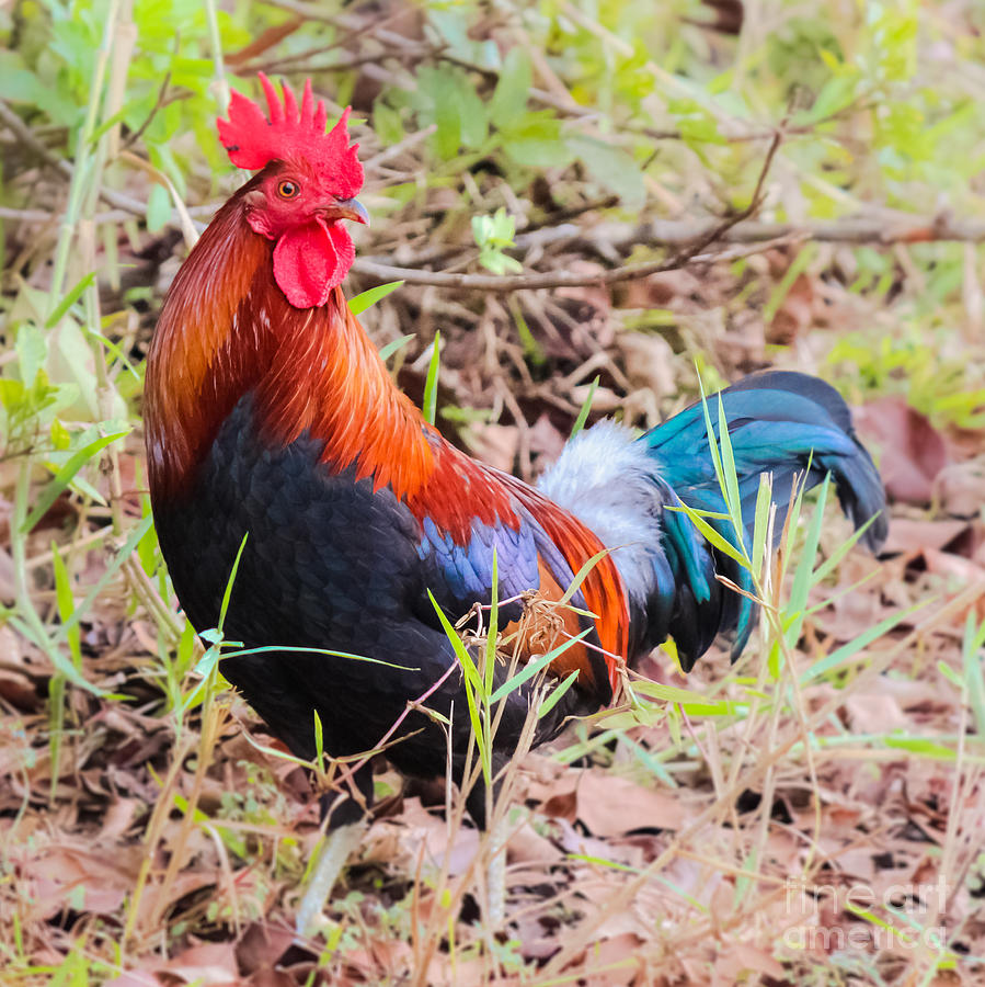 Colorful Rooster by Andrea Shuttleworth Colorful Rooster by Andrea Shuttleworth
