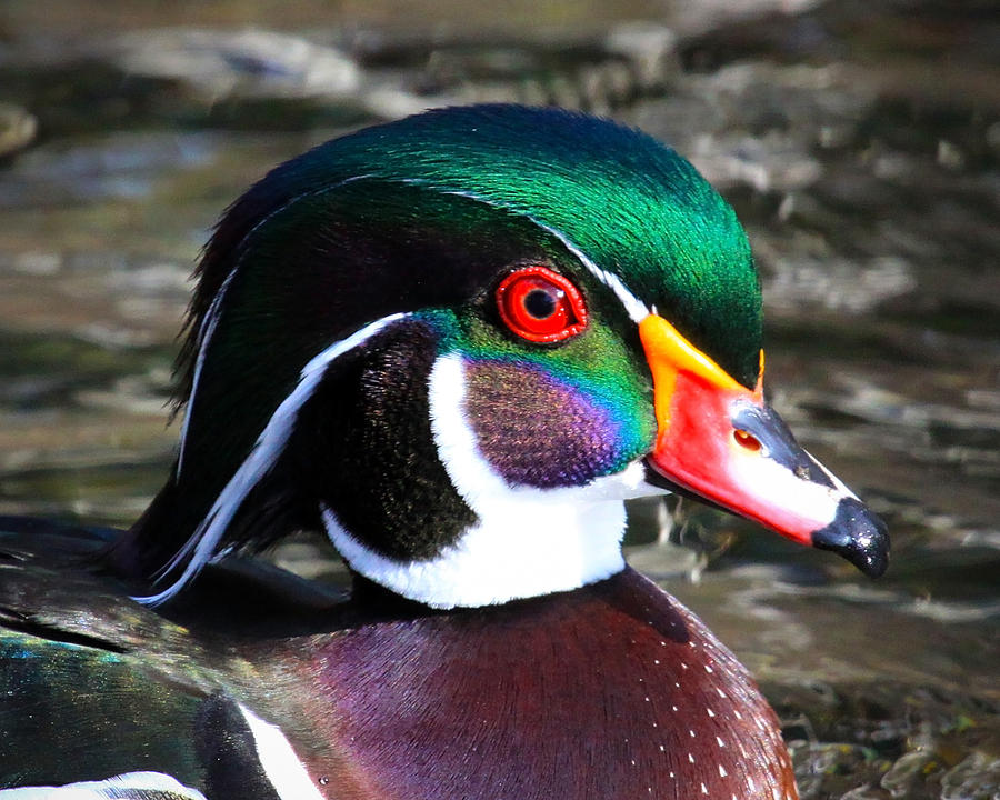 Colorfull Wood Duck Photograph by Steve McKinzie