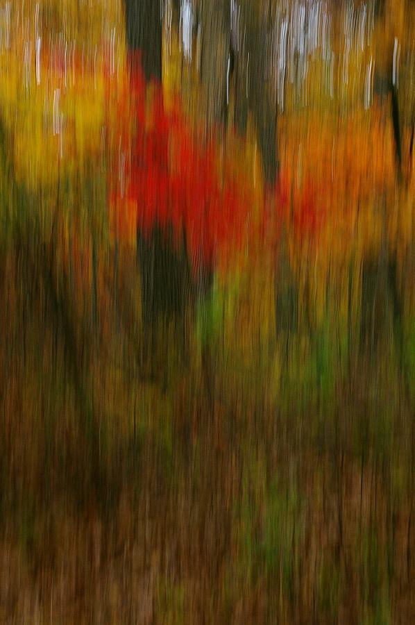 Coloring the Woods Photograph by Randy Pollard