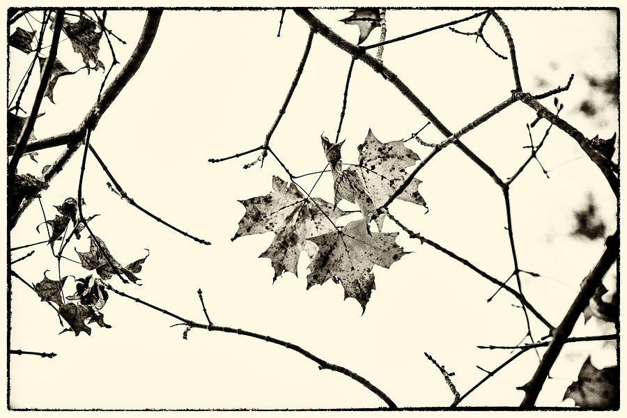 Colorless Autumn Photograph