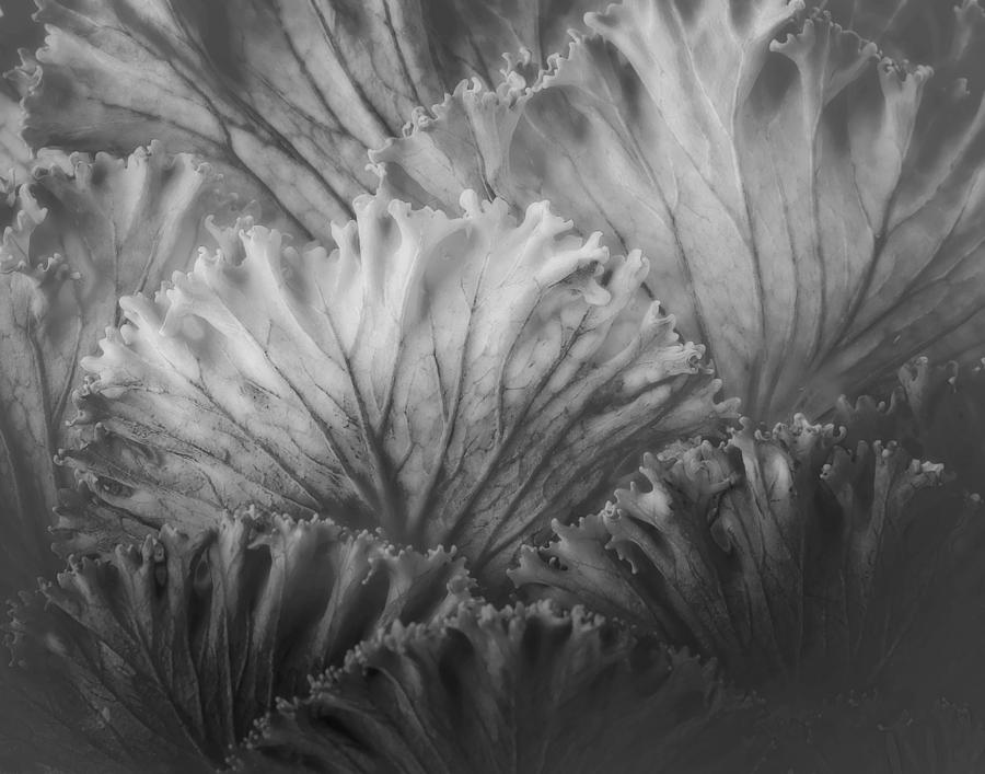 Colorless Cabbage  Photograph by David and Carol Kelly